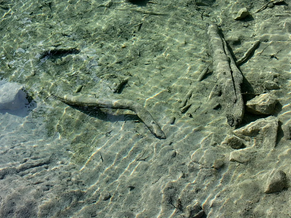 Helles, klares Flachwasser über sandigem Grund mit mehreren Ästen und Steinen, auf dem Boden zeichnen sich Lichtreflexe ab.