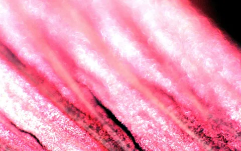 Nahaufnahme einer rosafarbenen Blüte mit feinen Längsrillen, hellen Reflexen und dunklen Schatten