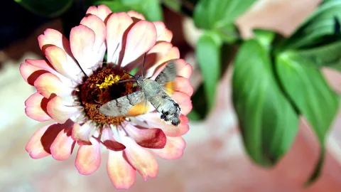 Ein Taubenschwänzchen schwebt vor einer rosa-weißen Zinnienblüte und saugt Nektar, im Hintergrund unscharfe grüne Blätter.