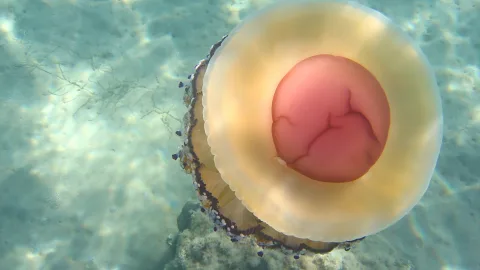 Eine große Qualle mit gelblichem, durchscheinendem Schirm und rosa Zentrum schwebt über hellem, sandigem Meeresboden in türkisfarbenem Wasser.