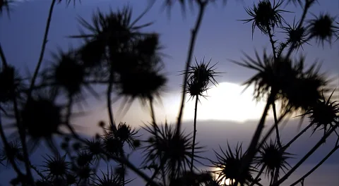 Silhouetten von Distelpflanzen vor einem blau-violetten Abendhimmel, hinter dem helles Sonnenlicht durchscheint.