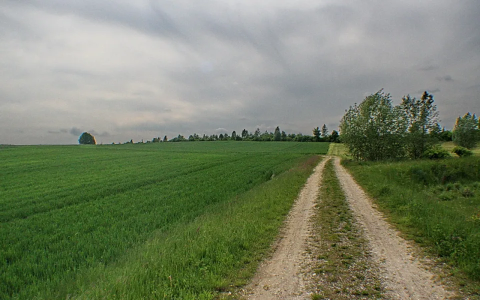 Unbefestigter Feldweg führt zwischen grünen Feldern und Baumreihen in die Ferne unter bewölktem Himmel.