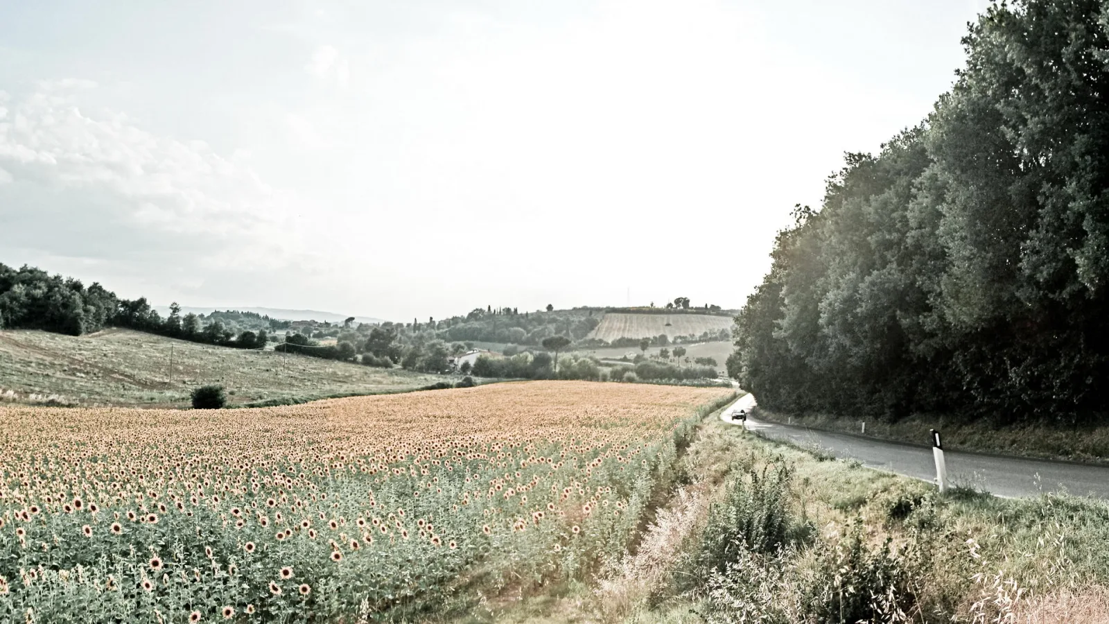 Sonnenblumenfeld vor sanft geschwungenen Hügeln, rechts führt eine Landstraße an dichten Bäumen entlang.