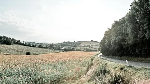 Sonnenblumenfeld vor sanft geschwungenen Hügeln, rechts führt eine Landstraße an dichten Bäumen entlang.