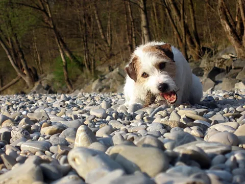 Ein weiß-brauner Terrier mit Stock im Maul liegt auf einer Kiesbank aus grauen Flusssteinen, im Hintergrund stehen kahle Bäume und Felsen.