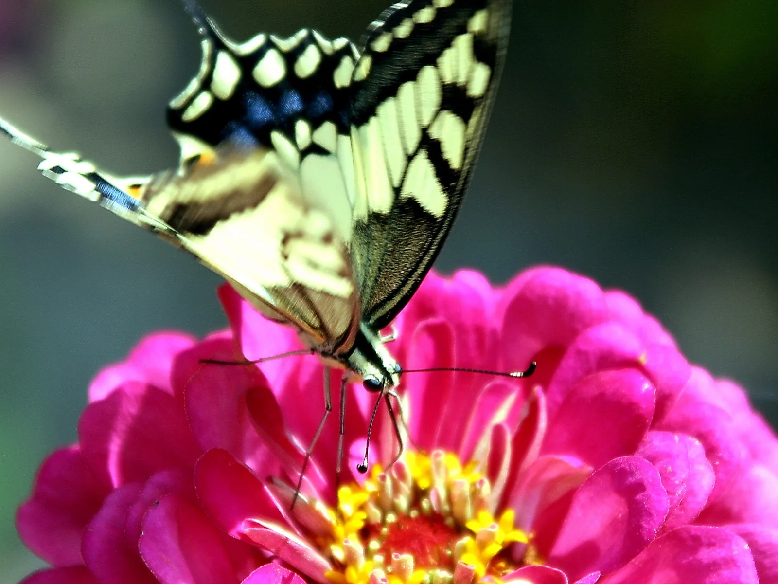 Ein gelb-schwarz gezeichneter Schwalbenschwanz sitzt auf einer pinkfarbenen Zinnienblüte und saugt Nektar, der Hintergrund ist dunkelgrün und unscharf.