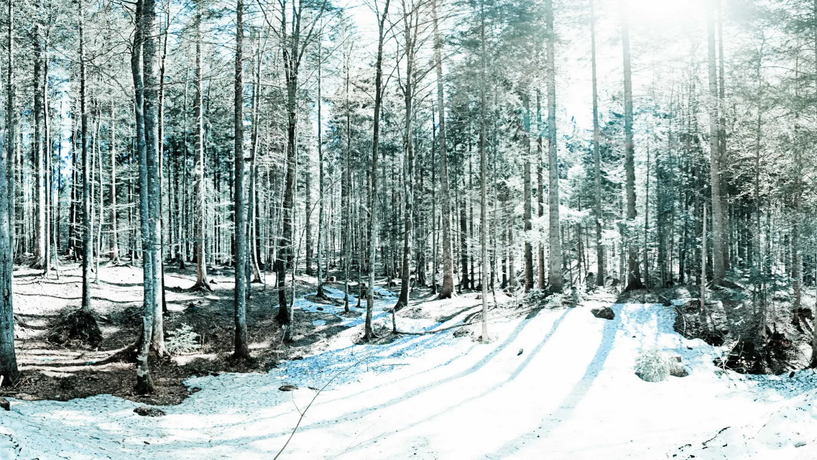 Ein lichter Laubwald mit kahlen, hohen Bäumen steht auf einer verschneiten Fläche. Ein breiter Weg mit Schneespuren führt von vorn in die Tiefe, links liegt dunkler Waldboden, rechts liegen Felsbrocken im Schnee.