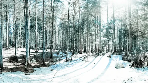 Ein lichter Laubwald mit kahlen, hohen Bäumen steht auf einer verschneiten Fläche. Ein breiter Weg mit Schneespuren führt von vorn in die Tiefe, links liegt dunkler Waldboden, rechts liegen Felsbrocken im Schnee.