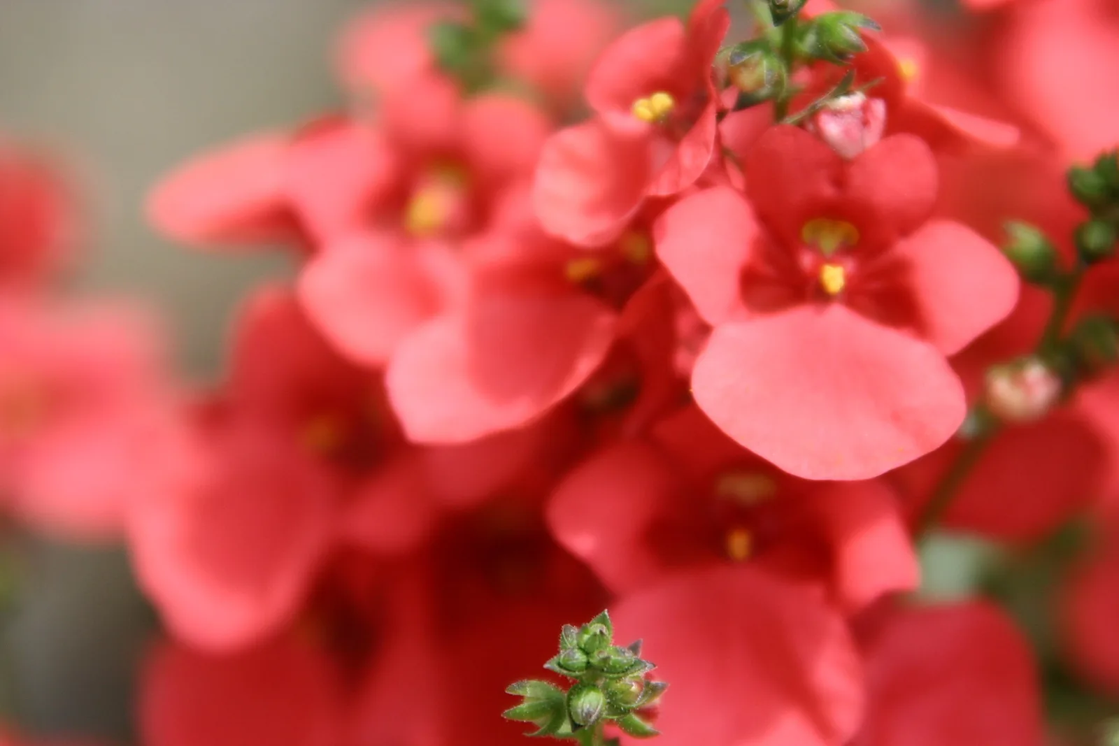 Nahaufnahme korallroter Blüten mit gelben Staubgefäßen und grünen Knospen vor unscharfem Hintergrund.