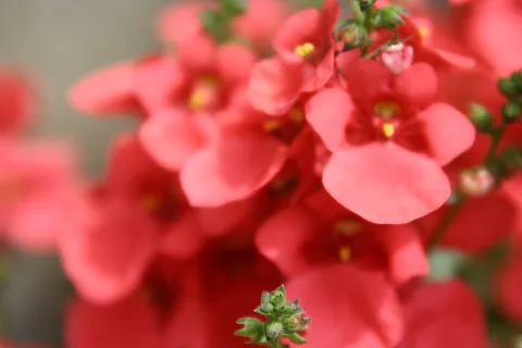 Nahaufnahme korallroter Blüten mit gelben Staubgefäßen und grünen Knospen vor unscharfem Hintergrund.