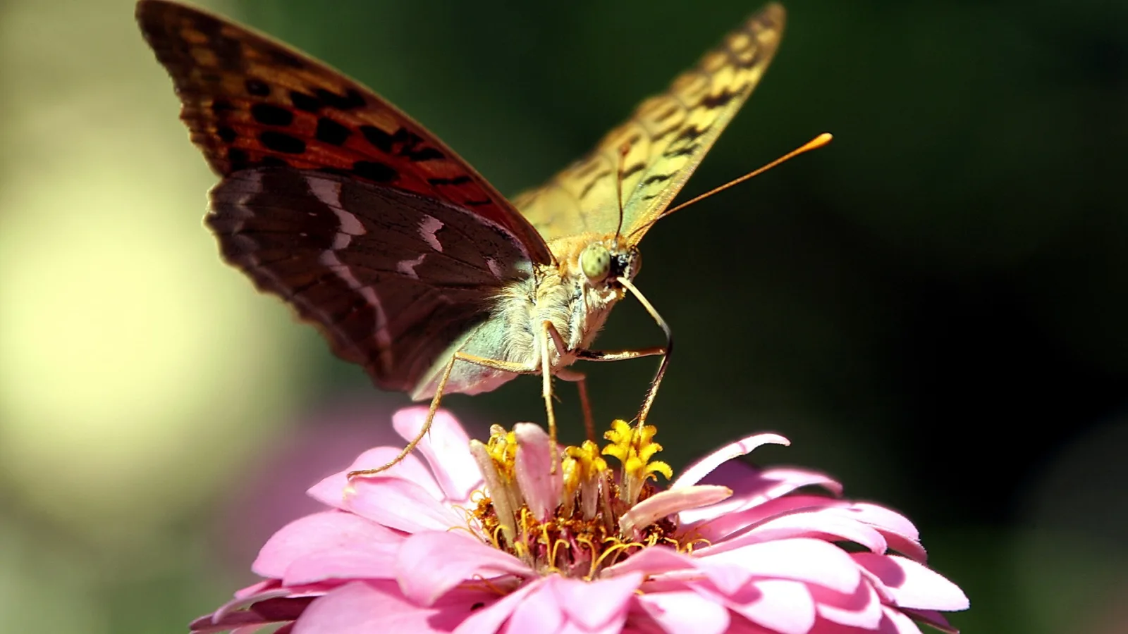 Ein brauner, gelb gefleckter Schmetterling mit ausgebreiteten Flügeln sitzt auf einer rosa Zinnienblüte mit gelben Staubgefäßen vor dunkelgrünem Hintergrund.