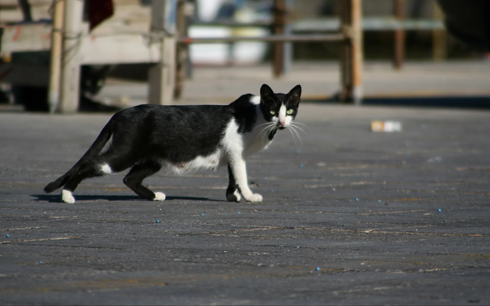 Schwarz-weiße Katze läuft über einen grauen Platz, im Hintergrund unscharfe Gebäude und Geländer.
