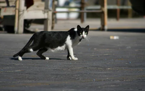 Schwarz-weiße Katze läuft über einen grauen Platz, im Hintergrund unscharfe Gebäude und Geländer.