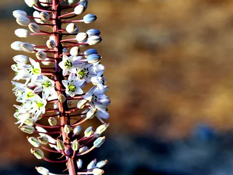 Ein aufrechter Blütenstand mit weißen, sternförmigen Blüten und geschlossenen Knospen vor einem unscharfen braunbeigen Hintergrund.