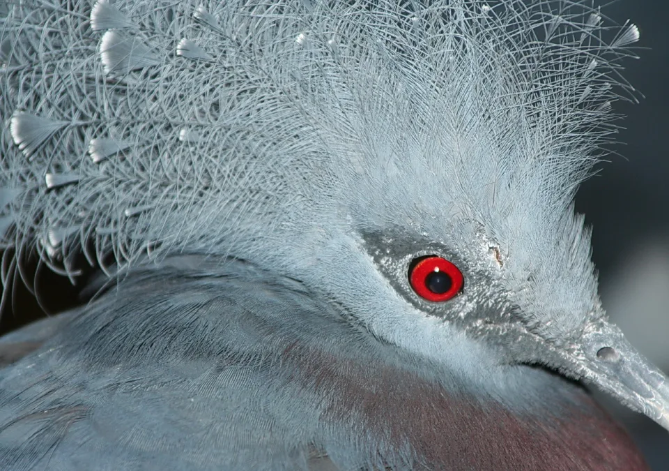 Nahaufnahme des Kopfes einer Kronentaube mit silbrig-blauem, filigranem Federschopf, leuchtend rotem Auge und grauem Schnabel vor unscharfem grauem Hintergrund.