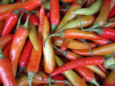 Dicht gedrängter Haufen aus roten, orangefarbenen, gelben und grünlichen Chilischoten mit grünen Stielen, fotografiert aus nächster Nähe.