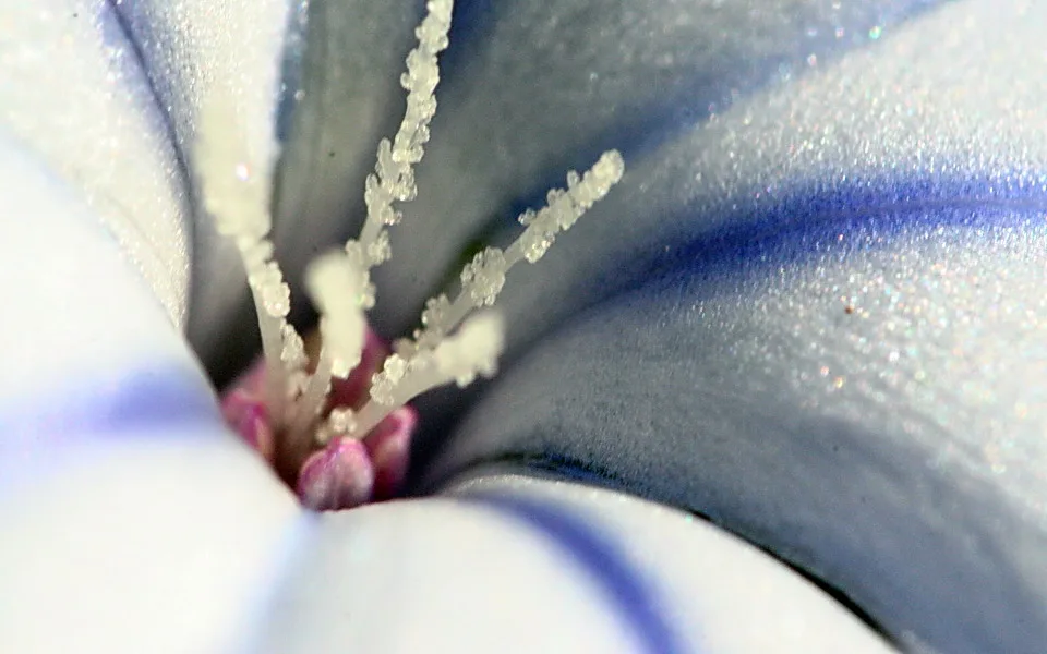 Makroaufnahme einer weiß-blauen Blüte mit weißen Staubfäden und rosa Stempel im Zentrum, die Blütenblätter schimmern leicht glitzernd.
