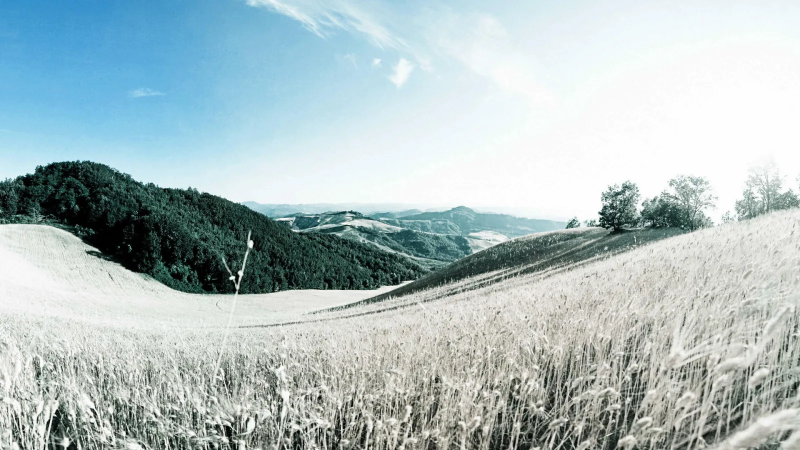 Weites Getreidefeld im Vordergrund, dahinter bewaldete Hügel und ein wolkenloser blauer Himmel mit einzelnen Bäumen rechts.