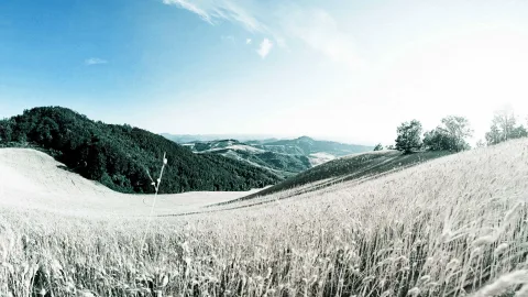 Weites Getreidefeld im Vordergrund, dahinter bewaldete Hügel und ein wolkenloser blauer Himmel mit einzelnen Bäumen rechts.