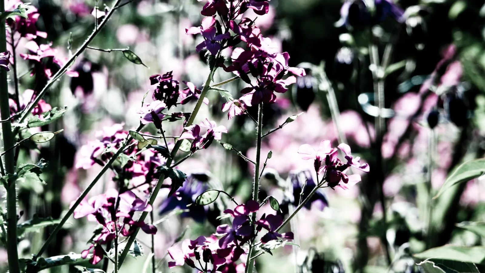 Rosa bis violette Blüten an dünnen Stängeln vor unscharfem grünem Hintergrund