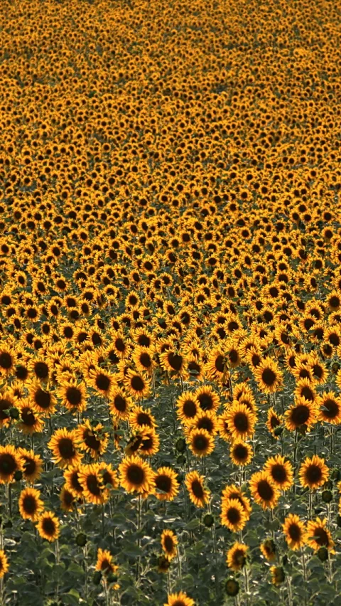 Dichtes Feld aus gelben Sonnenblumen mit dunklen Blütenmitten, das sich von unten nach oben in die Ferne zieht.