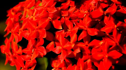 Dichte Dolden leuchtend roter Blüten mit vier spitzen Blütenblättern vor dunklem Hintergrund
