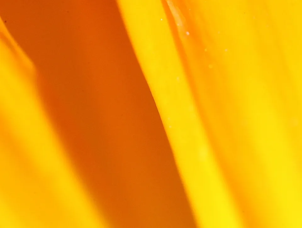 Makroaufnahme von gelben und orangefarbenen Blütenblättern mit sanften Schatten und Lichtkanten, die diagonal verlaufen.