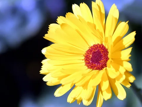 Eine gelbe Blüte mit vielen schmalen Blütenblättern und rotorangem Zentrum, im Vordergrund vor unscharfem blau-schwarzem Hintergrund.
