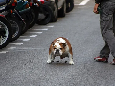 Eine braun-weiße Bulldogge steht auf einer grauen Asphaltstraße, links reihen sich geparkte Motorroller, rechts steht eine Person in grauer Hose.