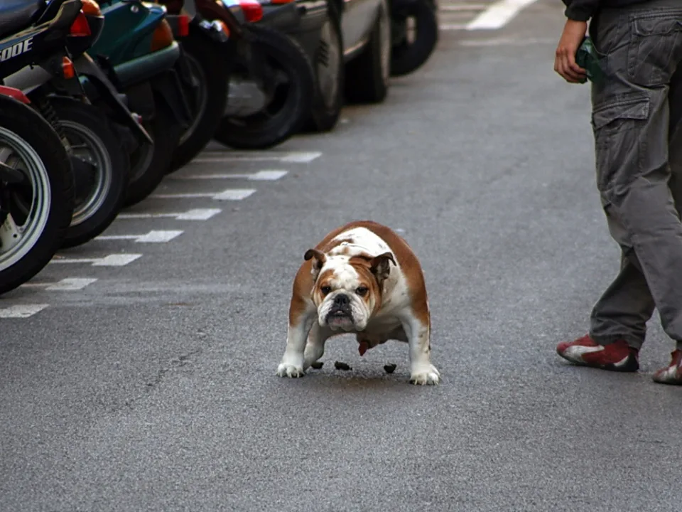 Eine braun-weiße Bulldogge steht auf einer grauen Asphaltstraße, links reihen sich geparkte Motorroller, rechts steht eine Person in grauer Hose.