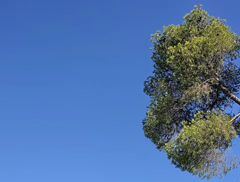 Grüne Baumkrone mit feinen Nadelzweigen rechts im Bild, links davon ein wolkenloser blauer Himmel.