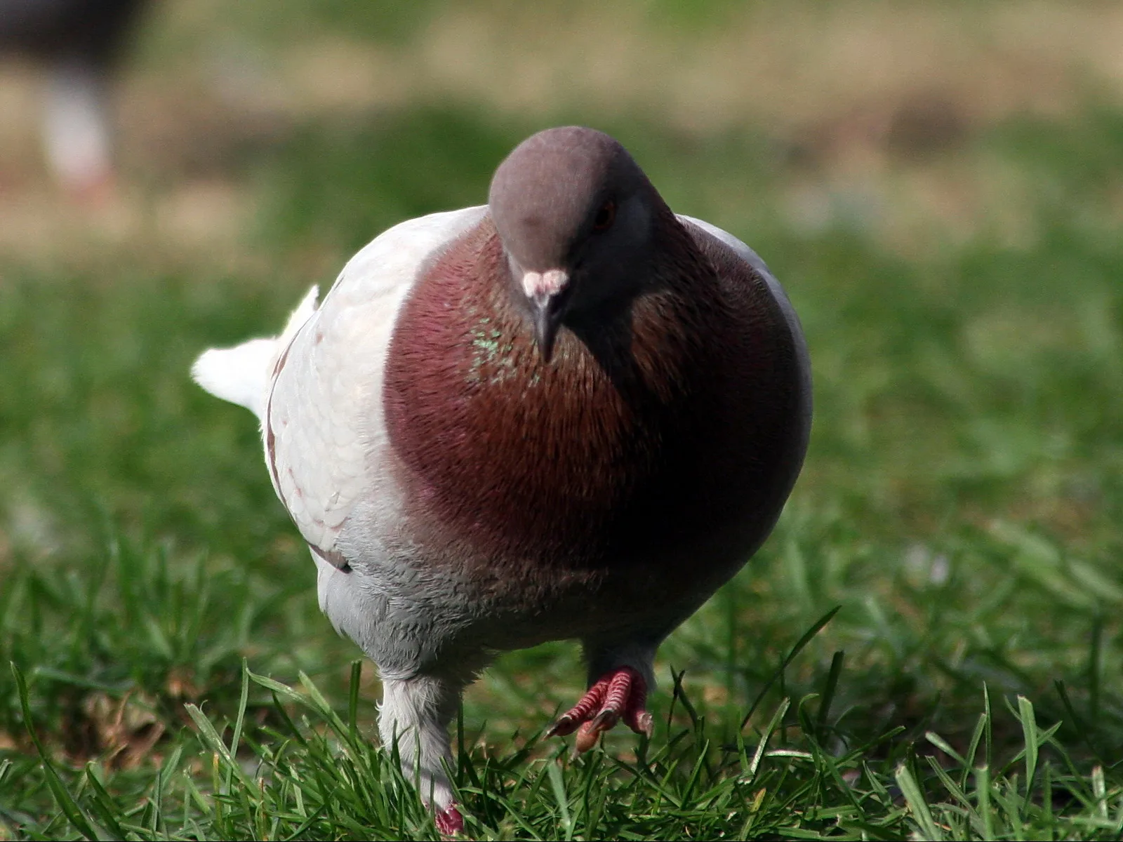 Eine Taube mit braunroter Brust und grau-weißem Gefieder steht auf einer grünen Wiese und blickt frontal in die Kamera, der Hintergrund ist unscharf.