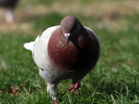 Eine Taube mit braunroter Brust und grau-weißem Gefieder steht auf einer grünen Wiese und blickt frontal in die Kamera, der Hintergrund ist unscharf.
