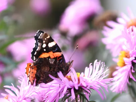 Ein Rotes Admiral-Falter mit geöffneten Flügeln sitzt auf einer rosa Aster, der Hintergrund ist unscharf in Rosa und Grün.