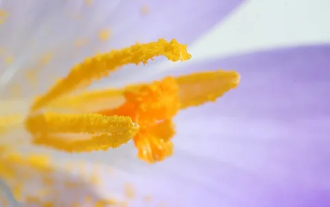 Makroaufnahme einer lila Krokusblüte mit gelben Staubbeuteln und orangefarbener Narbe vor verschwommenem violettem Hintergrund.