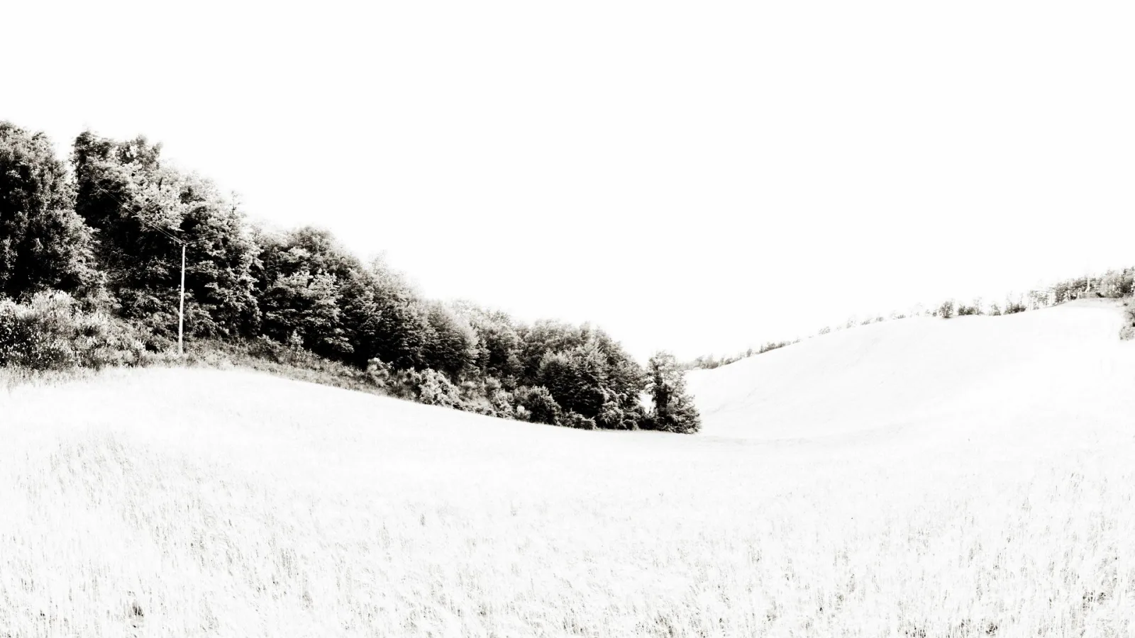 Schwarzweißes Foto: Ein sanft geschwungenes, hellgraues Feld steigt nach rechts an, links begrenzt von einem dichten Waldstreifen, darüber ein fast weißer Himmel mit einem schmalen Strommast.