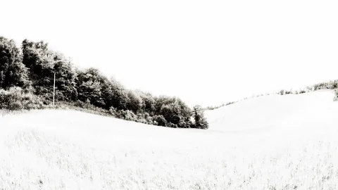 Schwarzweißes Foto: Ein sanft geschwungenes, hellgraues Feld steigt nach rechts an, links begrenzt von einem dichten Waldstreifen, darüber ein fast weißer Himmel mit einem schmalen Strommast.