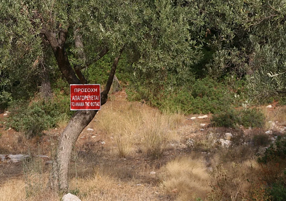 Olivenbaum neben einem roten Warnschild mit griechischer Schrift, davor trockenes Gras und helle Steine