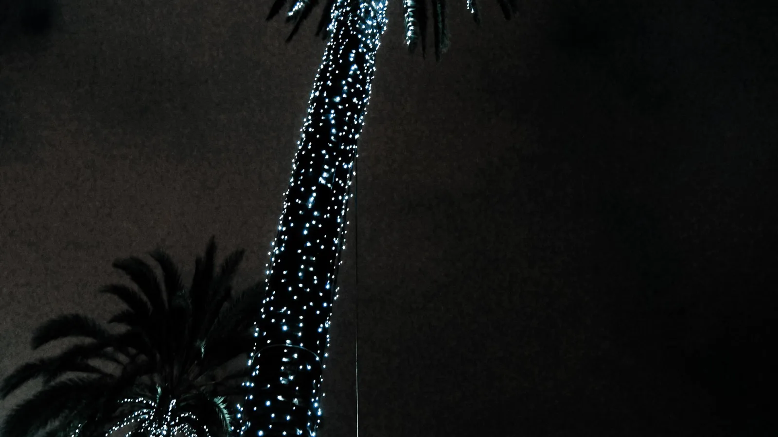 Eine hohe Palme in dunkler Umgebung, deren Stamm dicht mit kleinen weißen LED-Lichtern umwickelt ist. Links unten ist die Krone einer zweiten Palme angeschnitten und ebenfalls beleuchtet.
