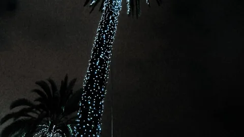 Eine hohe Palme in dunkler Umgebung, deren Stamm dicht mit kleinen weißen LED-Lichtern umwickelt ist. Links unten ist die Krone einer zweiten Palme angeschnitten und ebenfalls beleuchtet.