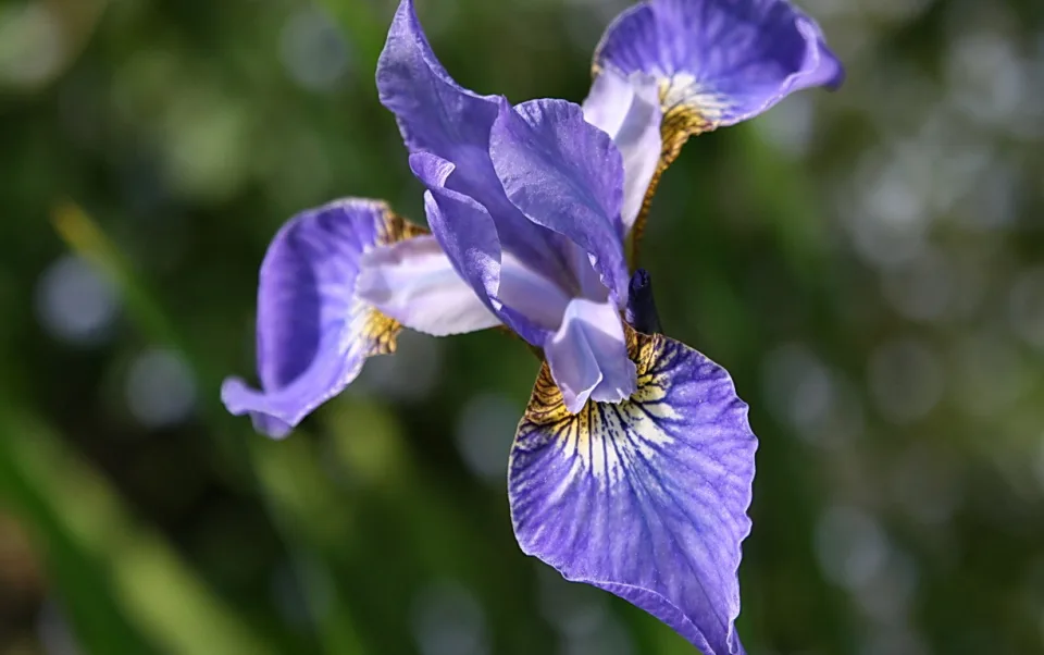 Violette Iris mit gelb-goldener Zeichnung auf den Blütenblättern, scharf im Vordergrund, der grüne Hintergrund ist unscharf.