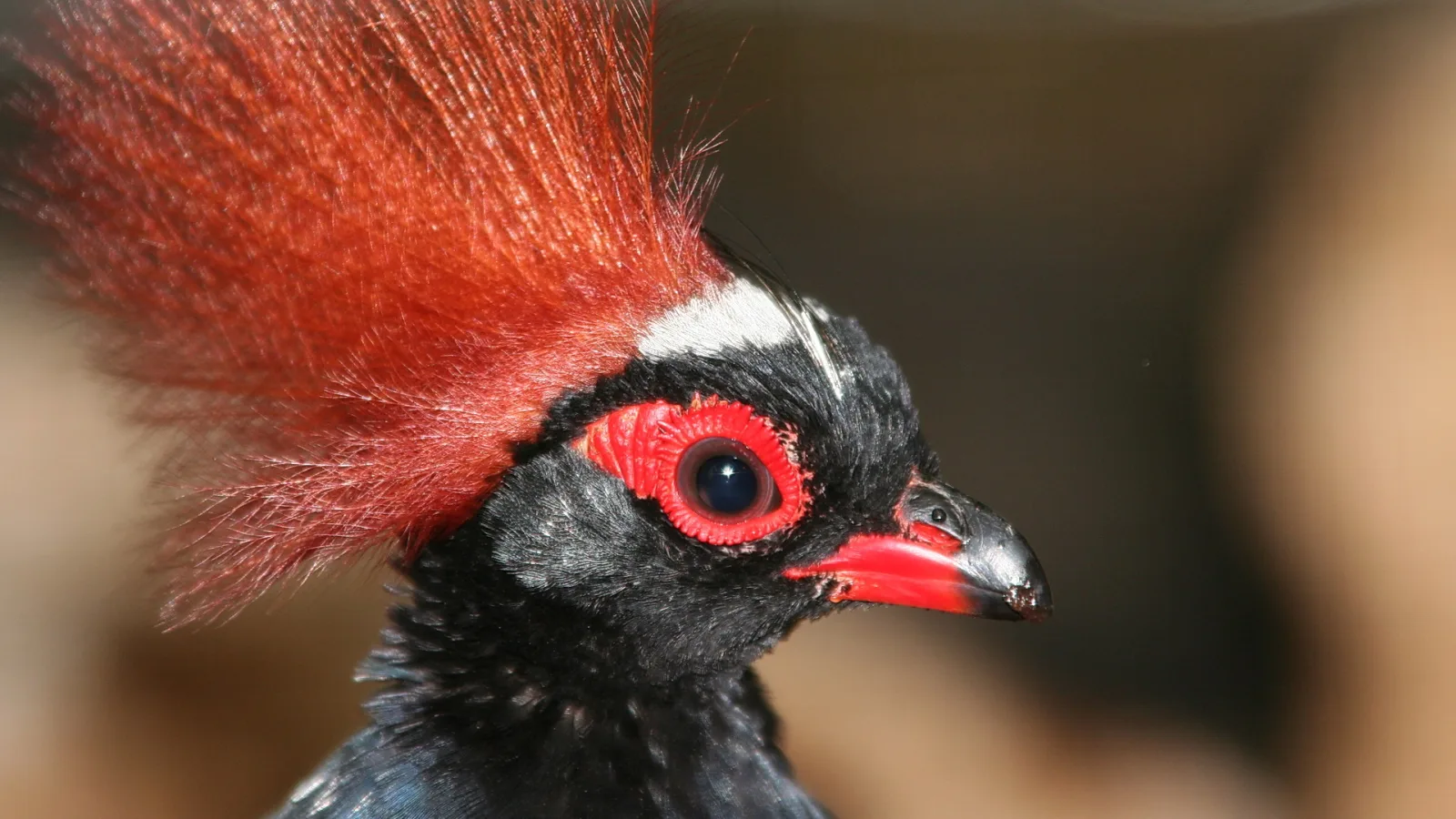 Nahaufnahme im Profil eines schwarzen Vogels mit aufgestellter roter Federhaube, rotem Augenring und rot-grauem Schnabel vor unscharfem braunem Hintergrund.