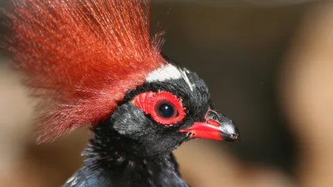 Nahaufnahme im Profil eines schwarzen Vogels mit aufgestellter roter Federhaube, rotem Augenring und rot-grauem Schnabel vor unscharfem braunem Hintergrund.