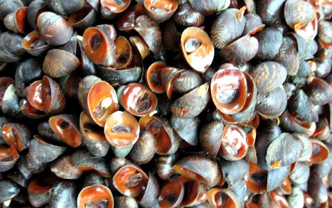 Viele dunkle Schneckenhäuser liegen dicht gedrängt nebeneinander, viele sind geöffnet und zeigen orangerote Innenseiten.