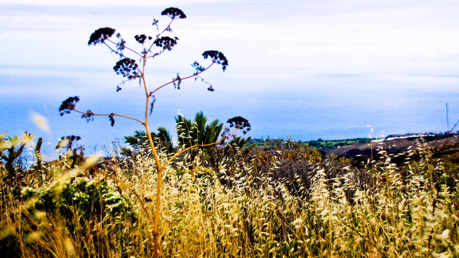Eine hohe, kahle Pflanze mit dunklen Blütenständen ragt aus hohem, gelbem Gras. Im Hintergrund liegt das blaue Meer unter hellem Himmel, rechts zeigen sich Felder und Häuser am Küstenhang.
