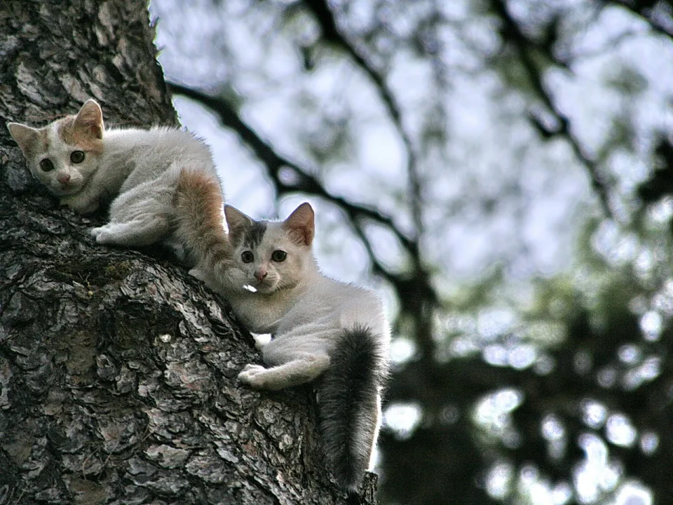 Zwei junge Katzen, eine weiß-orange und eine weiß-graue, klettern an einem rauen Baumstamm hoch und schauen in die Kamera. Im Hintergrund sind unscharfe Zweige vor hellem Himmel zu sehen.