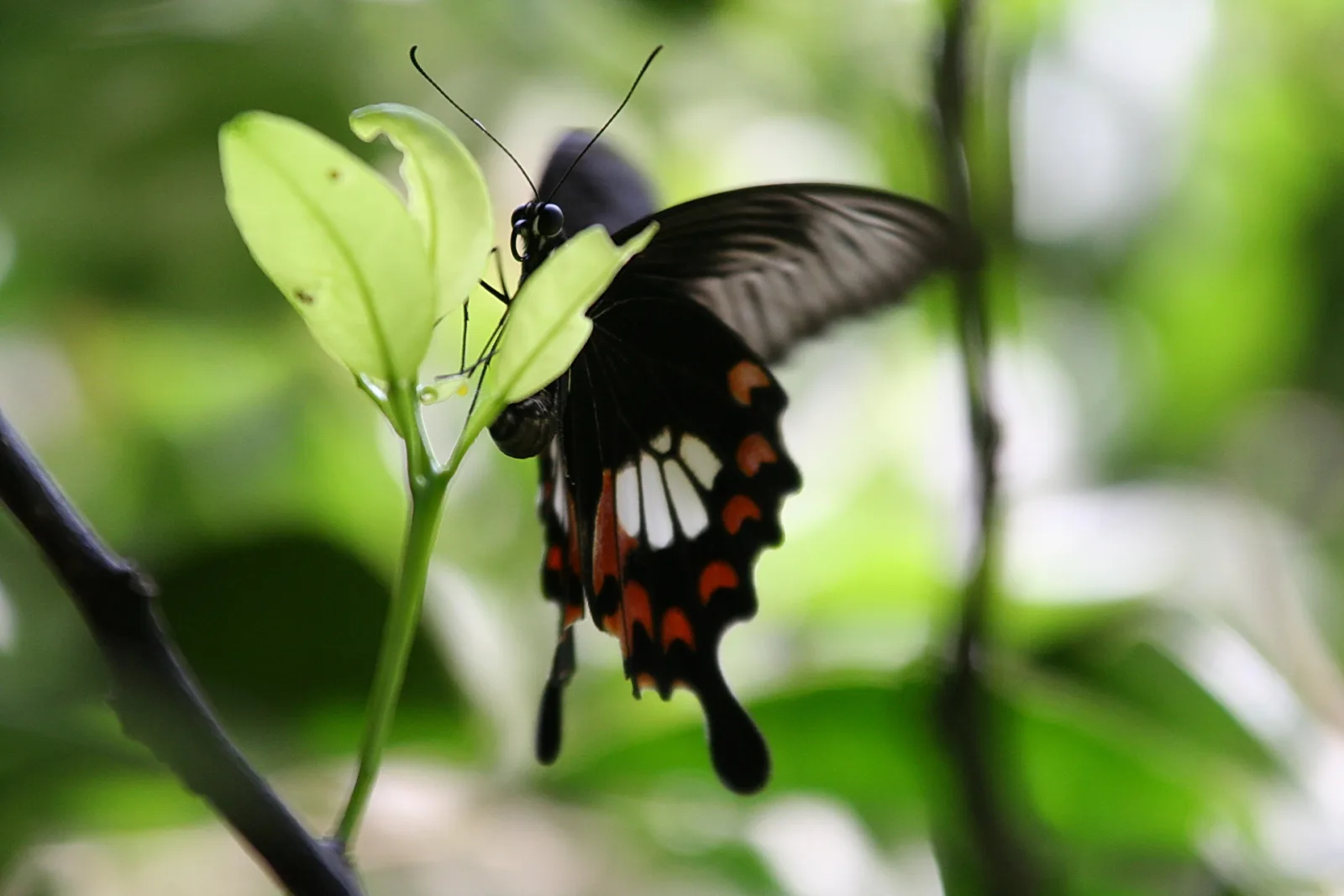 Schwarzer Schmetterling mit roten und weißen Flecken auf den Flügeln sitzt an einem hellgrünen Blatt vor unscharfem grünem Hintergrund.