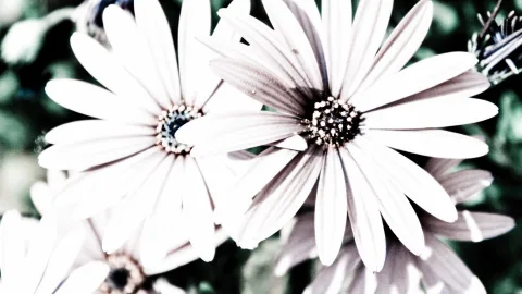 Mehrere weiße Blüten mit dunkler Mitte, scharf im Vordergrund, im Hintergrund unscharfes Grün.