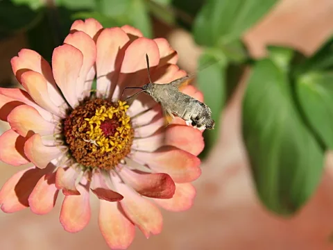 Ein Taubenschwänzchen mit ausgerolltem Rüssel sitzt seitlich an einer rosafarbenen Zinnienblüte mit gelben Staubblättern vor unscharfem grünem Laub.