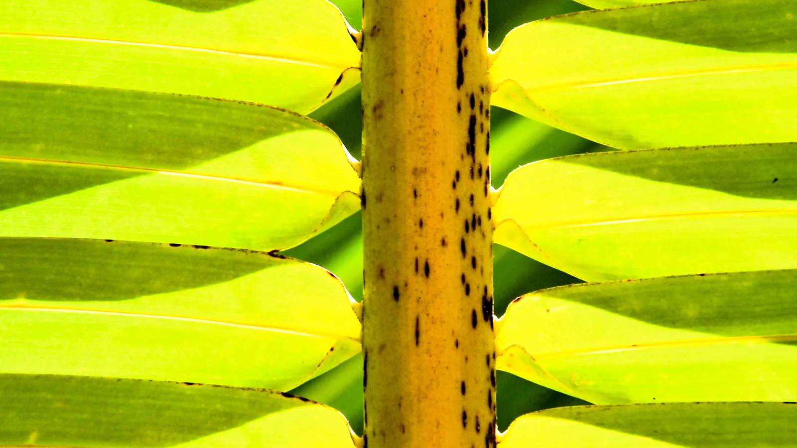 Nahaufnahme eines gelbgrünen Palmstamms, von dem links und rechts symmetrisch Palmwedel abgehen, deren Fiederblätter im Gegenlicht leuchten.